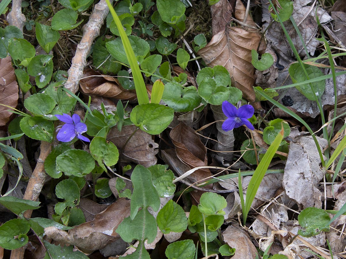 Viola riviniana